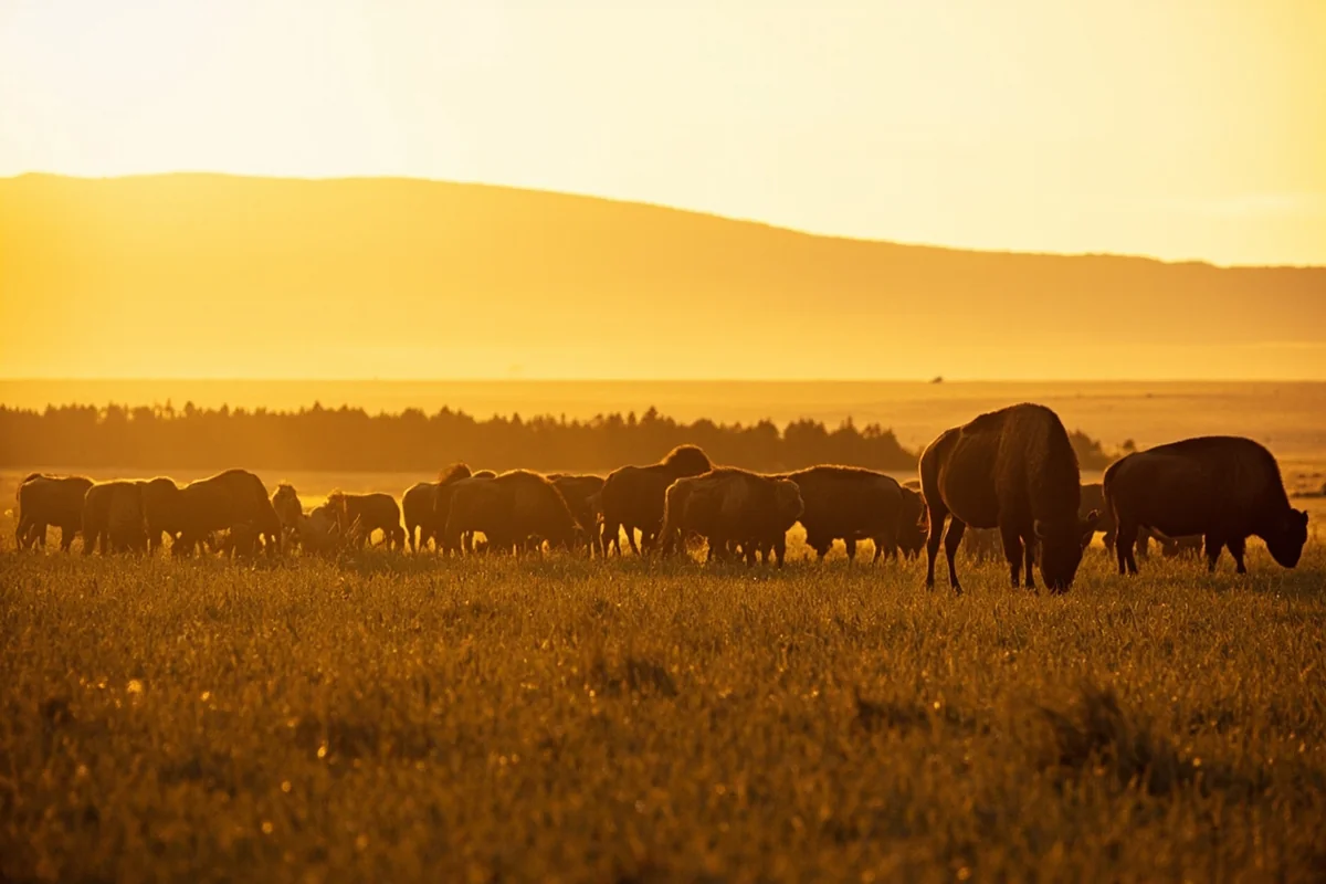 Bison herd grazing near Downstream Campground below Fort Peck Dam