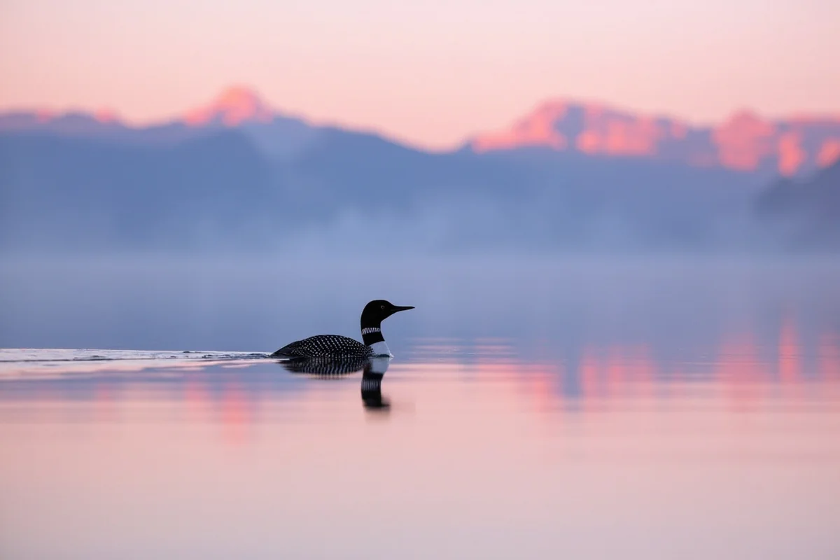Common loon swimming on Salmon Lake at dawn