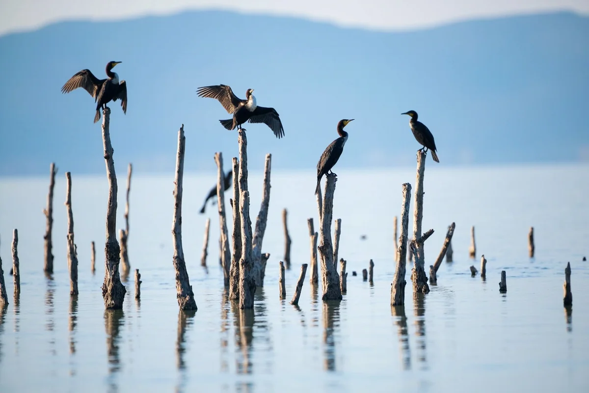 Cormorants perched on dead tree snags rising from Quake Lake
