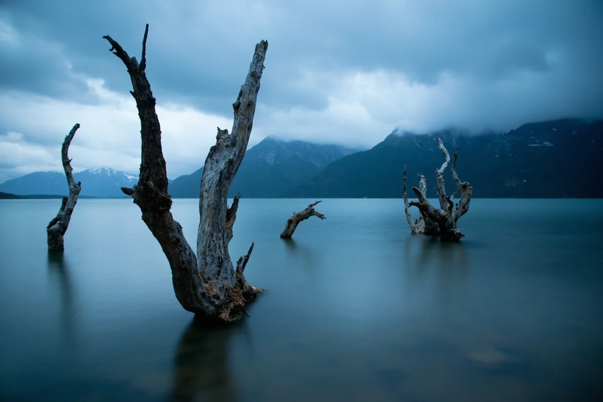 Dead tree trunks standing in the shallow water of Hebgen Lake, remnants of the 1959 earthquake