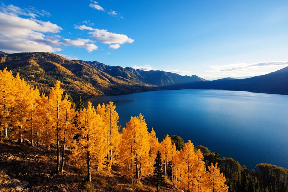 Golden larch trees along the Swan Range above Swan Lake in autumn