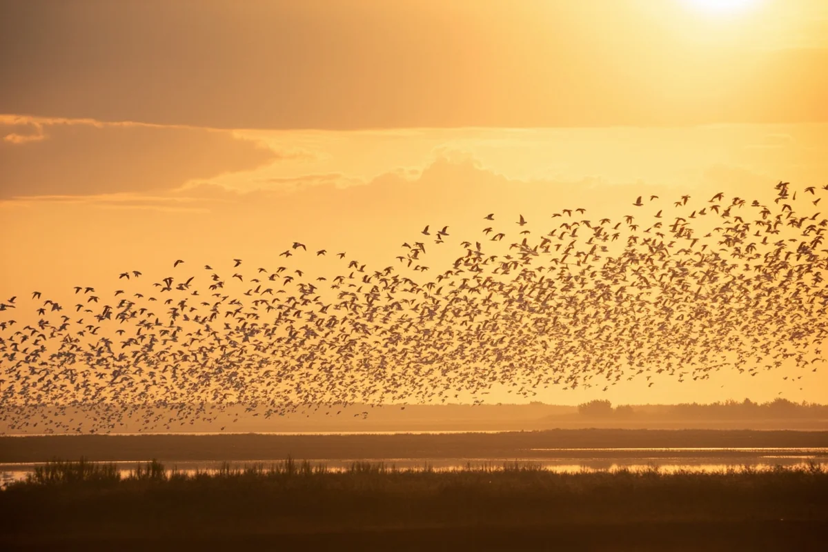 Freezeout Lake, Montana: 300,000 Snow Geese Guide