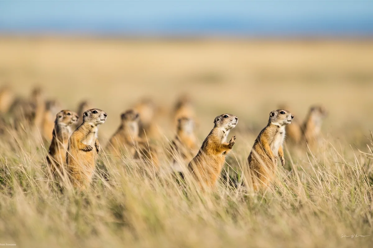 Prairie dogs at a colony near the Holter Lake recreation area