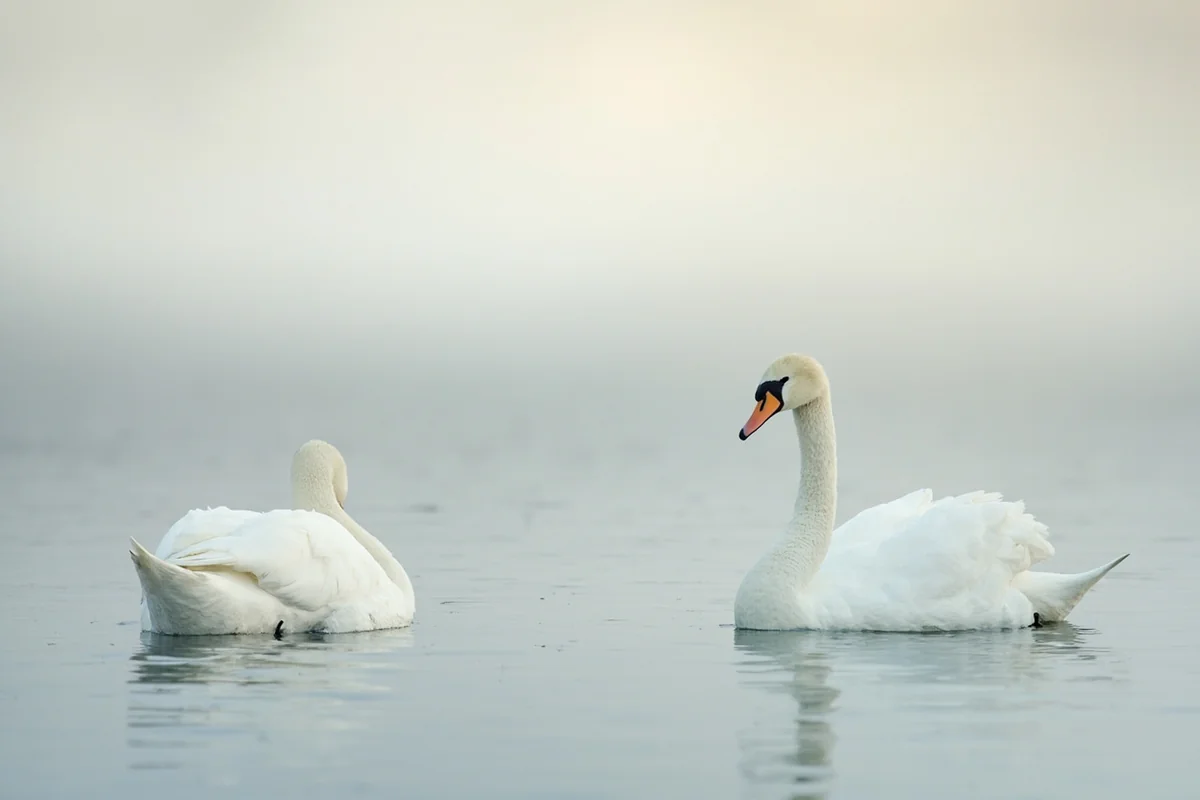 Tundra swans resting on the water at Freezeout Lake Montana during spring migration