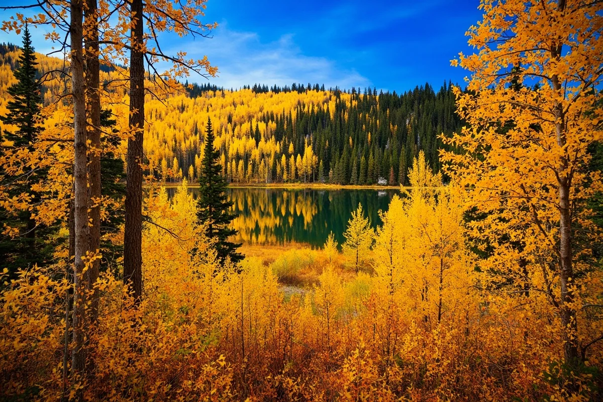Western larch trees in full fall gold color around Seeley Lake in the Lolo National Forest, Swan Valley Montana
