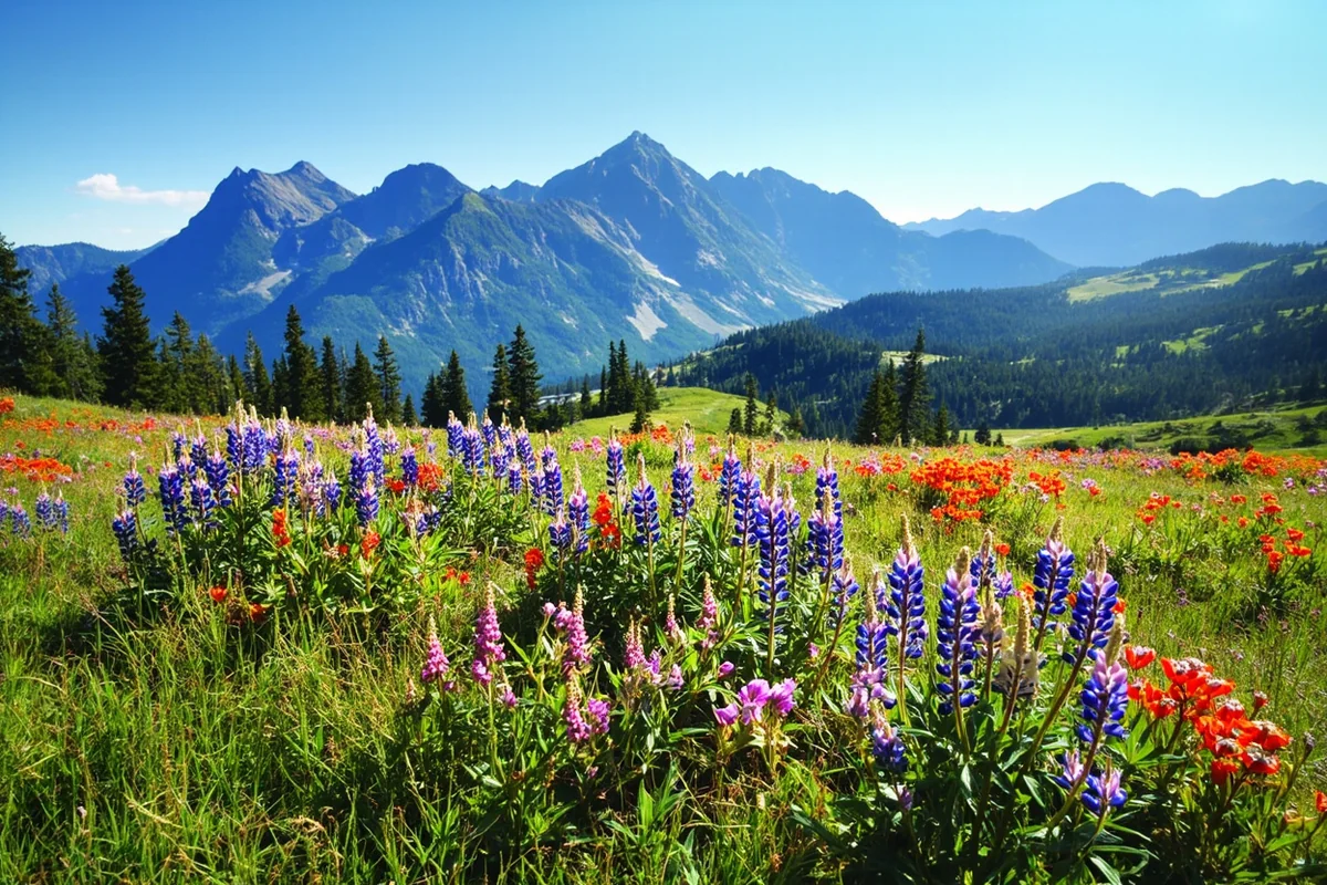 Wildflower meadow near Fairy Lake with lupine and paintbrush blooming in the Bridger Range